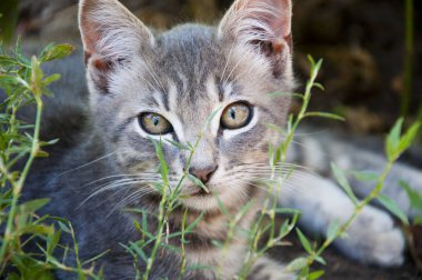 Portre portre birinin küçük sevimli genç komik meraklı yavru kedi ile yeşil yalan Gri çizgili kürk çimen açık doğal arka planda, yatay resim dört gözle