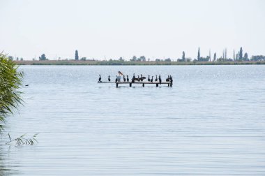 Sunshine coast, Ukrayna, cherson kumsalda yakınındaki suda bir Pelikan.