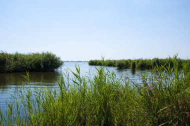 Bay. Gündüz nehir su yakınında yeşil çim ile Ukrayna Bay güzel. mevsim yaz ve speing. doğa ekoloji ve çevre.
