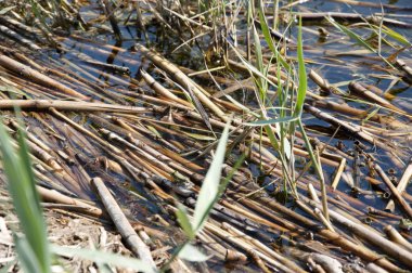 Küçük yeşil kurbağa dal üzerinde oturuyor. Ekoloji