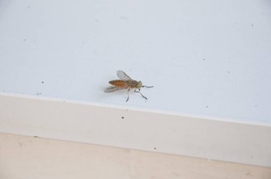 Beyaz bir arka plan anında bir makro çekim. Ev sinek yaşıyorum. Böcek yakın çekim