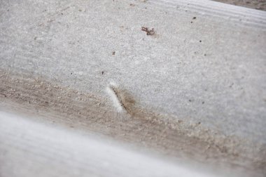 Beyaz arka plan üzerinde beyaz tüylü bacakları ile tırtıl