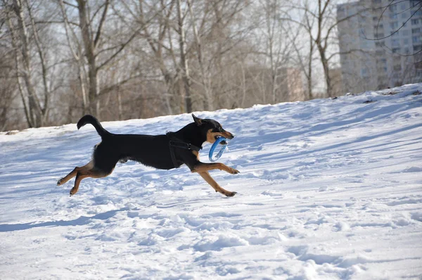 美丽可爱的黑色和棕色狗宠物朋友与聪明忠实的眼睛户外在冬季跑步和玩玩具在白雪阳光明媚的日子 — 图库照片