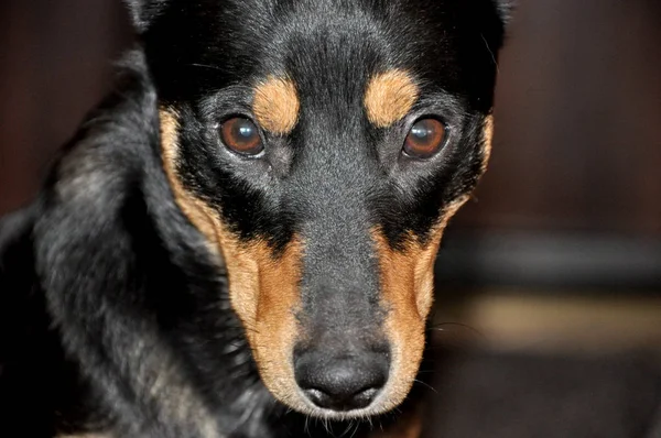 스마트 귀여운 검은색과 강아지 친구의 초상화 — 스톡 사진