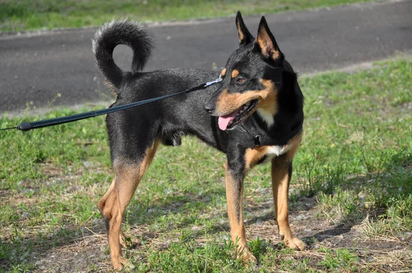 Hermoso Lindo Negro Marrón Perro Mascota Amigo Con Inteligente Fiel —  Fotos de Stock