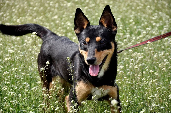 Belo Jovem Bonito Preto Marrom Engraçado Cão Amigo Animal Estimação — Fotografia de Stock