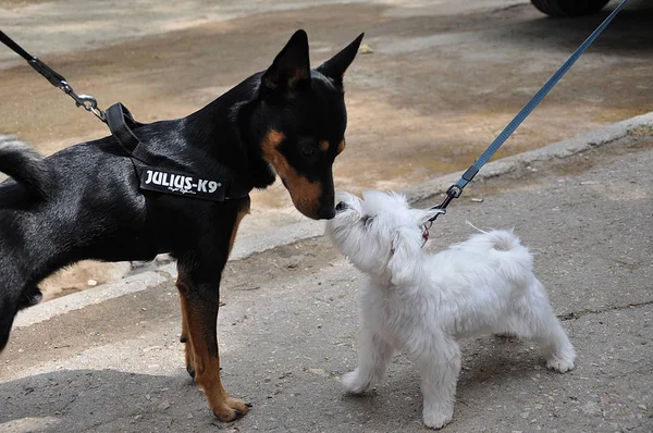 Deux Chiens Pinscher Lapdog Regardent Tête Tête — Photo
