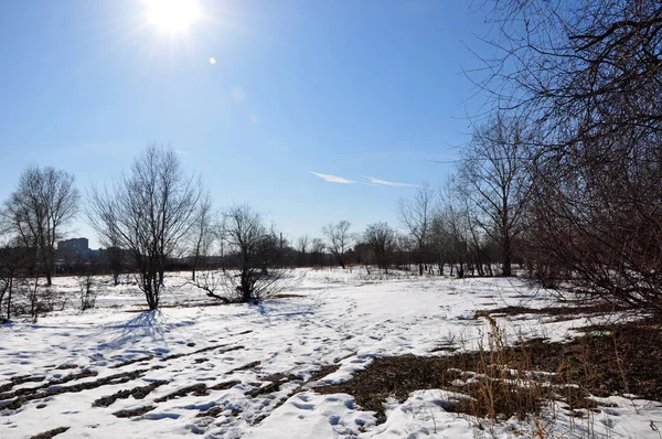 Witte Winterseizoen Sneeuw Bos Bij Koude Kerstmis Xmas Nieuw Jaar — Stockfoto