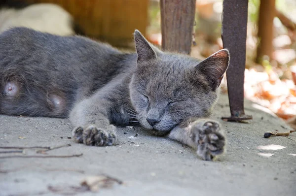 Carino Poco Grigio Gatto Dormire All Aperto Strada Pavimento — Foto Stock