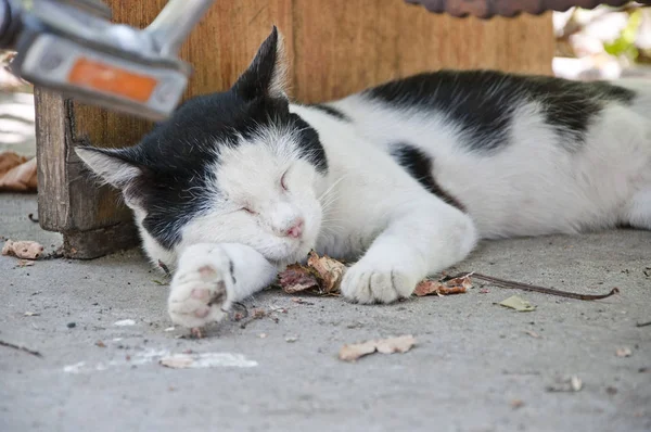 Gatto Bianco Nero Sta Riposando Una Postura Bizzarra — Foto Stock