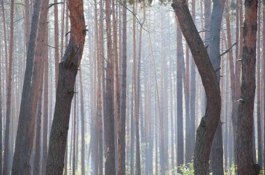 derin yemyeşil çam veya çam ormanı veya çam ağaçları gövde sabah sis pus veya sis güneşli duman açık ile ahşap