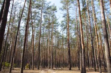 derin yemyeşil çam veya çam ormanı veya uzun yüksek ince çam ağaçları gövde güneşli sabah açık ile ahşap