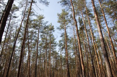 derin yemyeşil çam veya çam ormanı veya uzun yüksek ince çam ağaçları gövde güneşli sabah açık ile ahşap