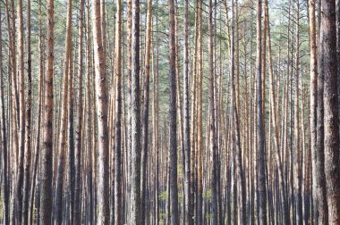 derin yemyeşil çam veya çam ormanı veya çam ağaçları gövde sabah sis pus veya sis güneşli duman açık ile ahşap