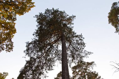 uzun uzun yüksek çam ağacı orman mavi gökyüzü doğal zemin üzerine üst yeşil renkli