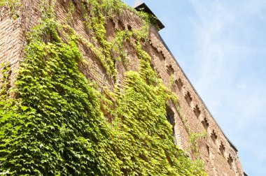 Ivy zarif etkisi. Ev inşa Ivy ile kaplı. Eski evin dış sarmaşık veya dağcı ile. Taş duvara yaz aylarında büyüyen sarmaşıklar. Yeşil bitki tırmanma tuğla duvarı. Mimari ve doğa.