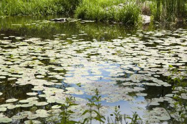 Sakin göl gibi sakin ol. Yaz aylarında su birikintisi. Havuz peyzaj. Yaz Park Lily pond. Bahçe gölet doğal peyzaj üzerinde. Bataklık bitki ve lilyum ile küçük bir göl. Su Bahçe veya doğal Havuzu.