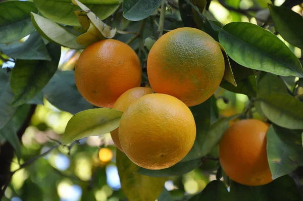 Friss Érett Narancssárga Gyümölcs Egészséges Vitamin Növekvő Ága Zöld Levelekkel — Stock Fotó