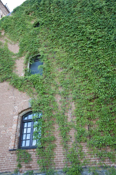 Pleasant Camouflage Green Ivy Plant Climbing Brick Wall Old House — Stock Photo, Image