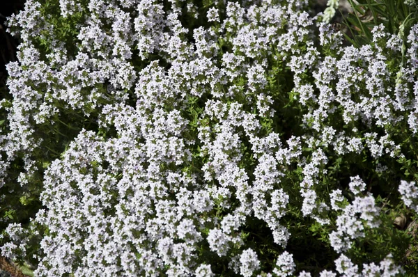 Сила Квітів Квітучі Квіти Літньому Саду Білі Квіти Цвітуть Парковому — стокове фото
