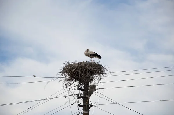 Bringing New Babies Stork Stick Nest Electrci Pole White Stork — ストック写真