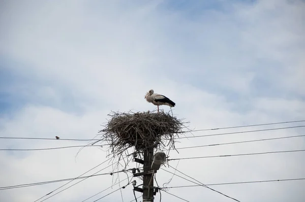 社交的の鳥曇り空に白いコウノトリと軍馬 ストーク家族だElectrci の棒の棒の巣のコウノトリ 黒と白の羽を持つ大きな渡り鳥 春に巣に戻るコウノトリ — ストック写真