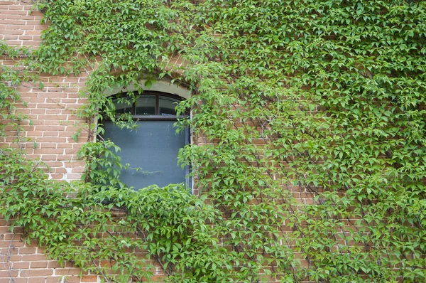 Lush Green Vines Growing Stone Wall Summer House Building Covered — Stock Photo, Image