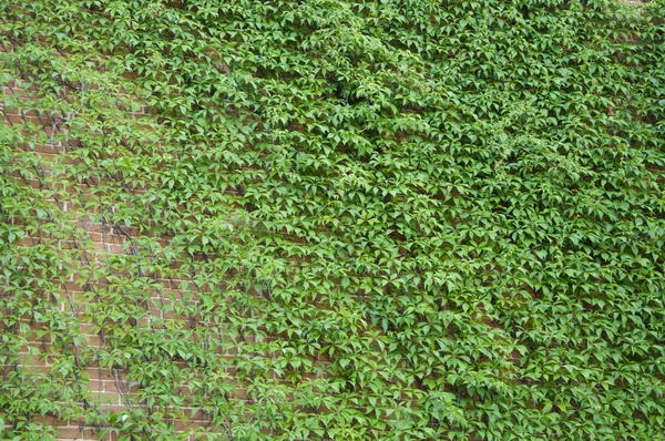 Architecture Nature House Building Covered Ivy Green Ivy Plant Climbing — Stock Photo, Image
