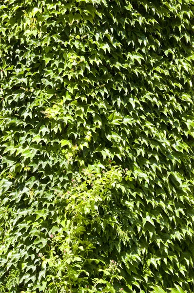 Green Green Creeper Climber Plant Background Vines Growing Wall Summer — Stock Photo, Image