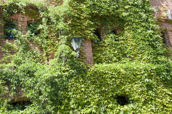 Eco friendly lifestyle. Vine growing on stone wall in summer. Old house exterior with creeper or climber. Architecture and nature. House building covered with ivy. Green ivy plant climbing brick wall.