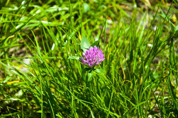 Trébol Flor Silvestre Púrpura Violeta Color Campo Verde Hierba Soleado —  Fotos de Stock