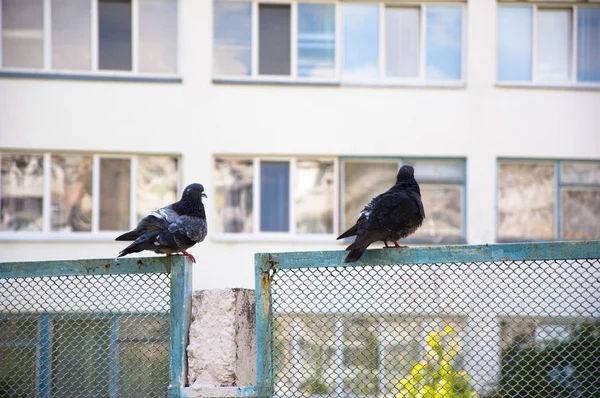 Два Голубя Голубя Птиц Пером Черного Цвета Сидит Металлических Металлизированных — стоковое фото