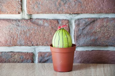 Paskalya yumurtası. Yeşil hayat. Çiçek dükkanı. Yumurta avı. Yemek. Alışılmadık bir fikir. Mutlu Paskalya. Doğal boya. DIY ve el yapımı. Boyalı yumurta. Bahar fidanları. Sera. Kaktüs çiçeklenme. Şuna bak.