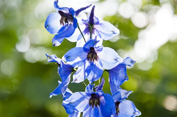 Es mi flor favorita. Buenos días. Larkspur macizo de flores. floración de primavera. naturaleza medio ambiente, ecología. jardín de verano. temporada festiva aldeana. Flor de Delphinium floreciendo. Vela de flor de Delphinium — Foto de Stock