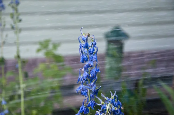 Delphinium çiçek mumu. Sabah. Sulama yaz bahçesi. villatic tatil sezonu. Larkspur flowerbed için yağmur suyu. bahar çiçek. Doğa ortamı. Delphinium çiçek çiçeklenme. Yeşil düşünün — Stok fotoğraf