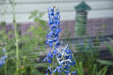 Bitkilerin iyi bakmalıyız. Delphinium çiçek mumu. Delphinium çiçek çiçeklenme. bahar çiçek. doğa ekoloji. Sulama yaz bahçesi. villatic tatil sezonu. Larkspur flowerbed için yağmur suyu