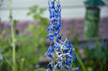 bahar çiçek. doğa ekoloji. Delphinium çiçek çiçeklenme. Sulama yaz bahçesi. villatic sezonu. Delphinium çiçek mumu. Larkspur flowerbed için yağmur suyu. Bitkiler ile çalışmak büyük bir zevk