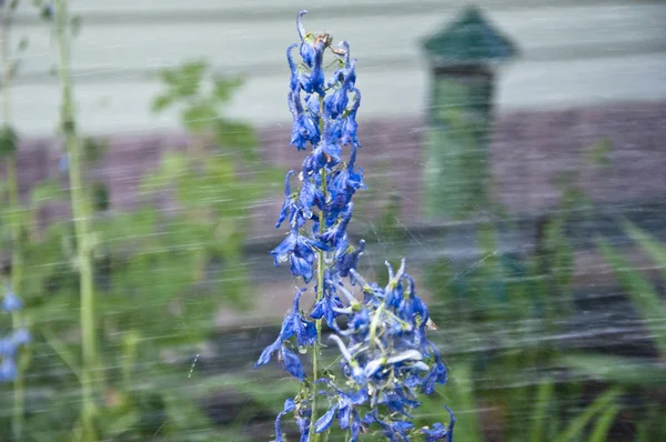 Sulama yaz bahçesi. villatic tatil sezonu. bahar çiçek. Doğa ortamı, ekoloji. Larkspur flowerbed için yağmur suyu. Delphinium çiçek çiçeklenme. Delphinium çiçeği. Çiçek Bakımı ve sulama — Stok fotoğraf