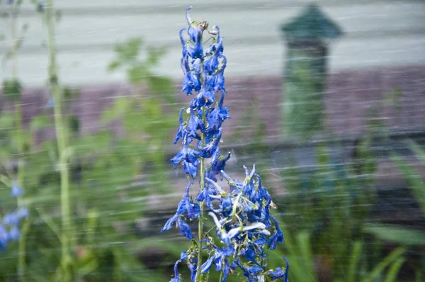 Bitkilerin iyi bakmalıyız. Delphinium çiçek mumu. Delphinium çiçek çiçeklenme. bahar çiçek. doğa ekoloji. Sulama yaz bahçesi. villatic tatil sezonu. Larkspur flowerbed için yağmur suyu — Stok fotoğraf