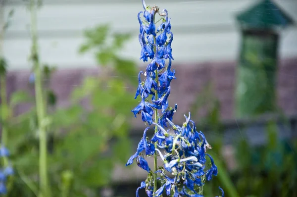 Bahçıvanlık benim tutkum. Larkspur flowerbed için yağmur suyu. bahar çiçek. Doğa ortamı. Delphinium çiçek çiçeklenme. Delphinium çiçek mumu. Sulama yaz bahçesi. villatic tatil sezonu