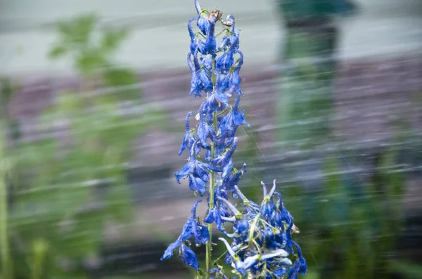 Şimdiye kadarki en iyi iş. Larkspur flowerbed için yağmur suyu. bahar çiçek. Doğa ortamı, ekoloji. Delphinium çiçek mumu. Delphinium çiçek çiçeklenme. Sulama yaz bahçesi. villatic tatil sezonu — Stok fotoğraf