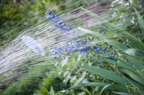 Varna atmosfären. Regn vatten för Larkspur blomster rabatter. vattnas sommar trädgård. villatic semester perioden. Delphinium blomma ljus. vår blomning. natur miljö, ekologi. Delphinium blomma blommande — Stockfoto