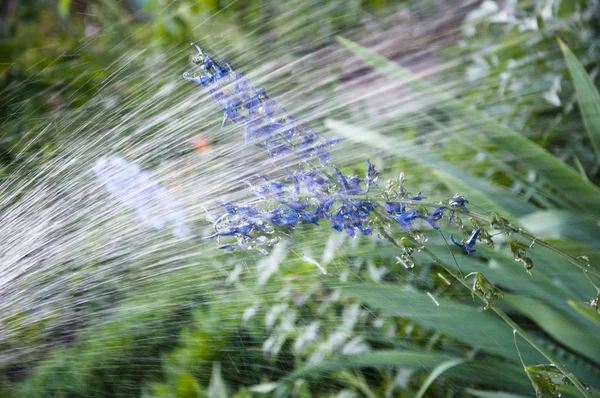 Like what you do. watering summer garden. villatic holiday season. Delphinium flower blooming. spring bloom. nature environment, ecology. Delphinium flower candle. rain water for larkspur flowerbed