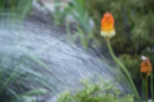 Blurred background. Kniphofia flower. villatic holiday season, suburban. watering summer garden. water for flower of knofofiya flowerbed. spring. nature and environment. Kniphophia called tritoma — Stock Photo, Image