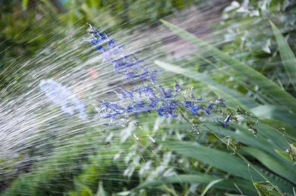 Watering summer garden. villatic holiday season. Delphinium flower candle. Delphinium flower blooming. spring. nature environment, ecology. rain water for larkspur flowerbed. florist watering flowers — Stock Photo, Image