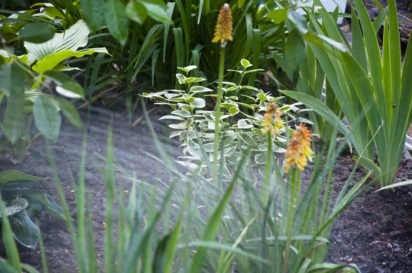 Kiphophohia також називають trimoma. Вода для квітки кнофофія квіткового ліжка. Весна. природа і навколишнє середовище. полив літнього саду. Квітка kniphofia. вільяатичний курортний сезон, приміський. Моя робота є пристрасть — стокове фото