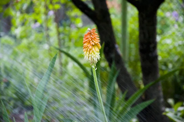 Green life. water for flower of knofofiya flowerbed. Kniphofia flower. villatic holiday season, suburban. watering summer garden. spring. nature and environment. Kniphophia also called tritoma