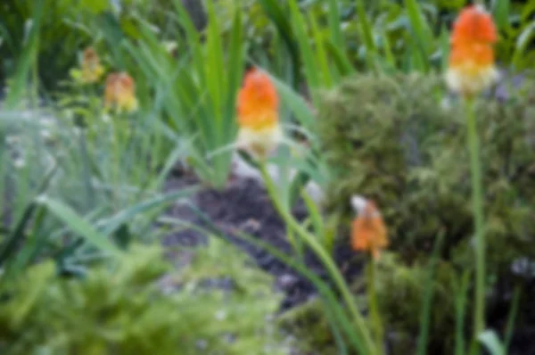 Kniphofia flower. villatic holiday season, suburban. Kniphophia also called tritoma. water for flower of knofofiya flowerbed. watering summer garden. spring. nature and environment Blurred background — Stock Photo, Image