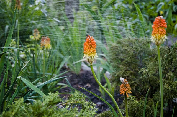 Bahçe. Bahar. Doğa ve çevre. knofofiya flowerbed çiçek için su. Kniphofia çiçeği. villatic tatil sezonu, banliyö. Sulama yaz bahçesi. Kniphophia da Tritoma denilen — Stok fotoğraf