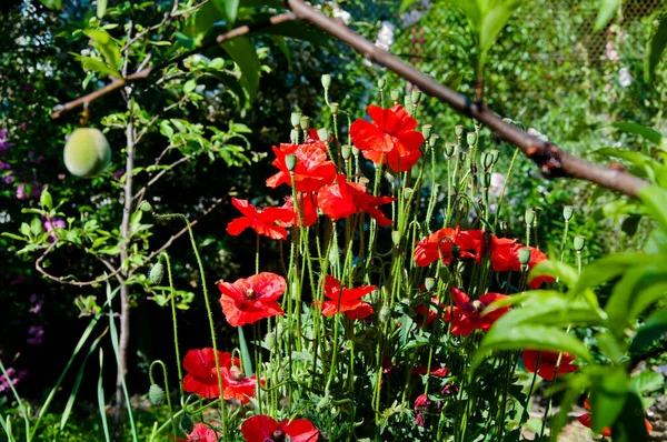 bright red poppy flower. Red poppy flowers in depth of garden. summer and spring. opium red flower.